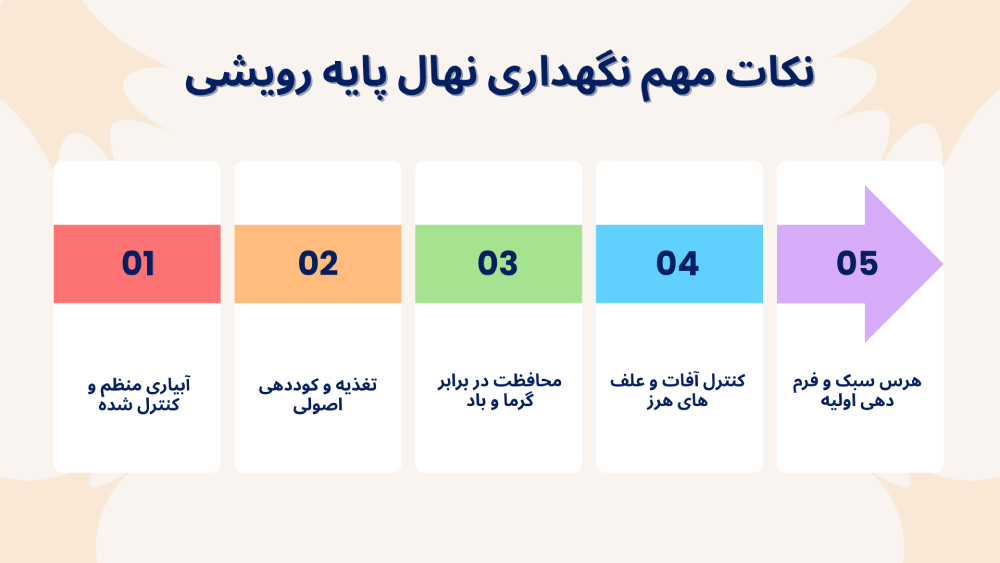 نکات مهم در نگهداری نهال پایه رویشی